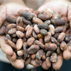 Cacao: el super-alimento mexicano